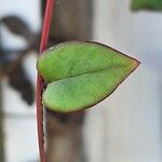 Anredera cordifolia Blad