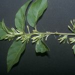 Cestrum latifolium