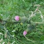 Cirsium vulgareBlodyn