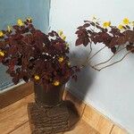 Oxalis hedysaroides Leaf