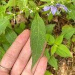 Campanulastrum americanum Feuille