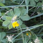 Lotus edulis Lorea