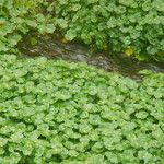 Hydrocotyle ranunculoides 整株植物