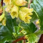Ribes magellanicum Flor