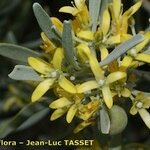 Neochamaelea pulverulenta Flower