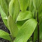 Clematis integrifolia Leaf