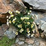 Ranunculus glacialis Blüte