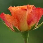Rosa foetida Flower