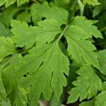 Papaver cambricum Leaf