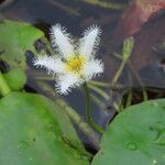 Nymphoides indica 花