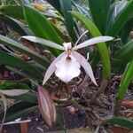 Brassavola tuberculata Flor