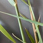 Phragmites australisList