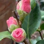 Camellia sasanqua Muu