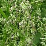 Poa pratensis 花