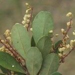 Elaeocarpus spathulatus 花