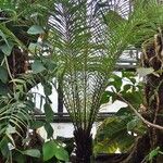 Blechnum brasiliense Агульны выгляд