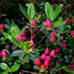 Rhododendron indicum Kvet
