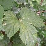 Humulus lupulus Ліст