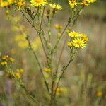 Jacobaea erucifolia عادت