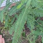 Sesbania herbacea Leaf