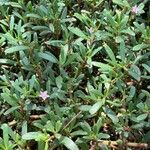 Sesuvium portulacastrum आदत