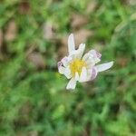 Anemone caroliniana Leaf