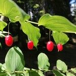 Streptopus amplexifoliusFruit