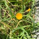 Calendula arvensisFlower