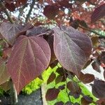 Cercis canadensisLeaf