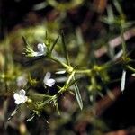 Polypremum procumbens Celota