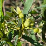 Stephanotis abyssinica Άλλα