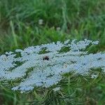 Daucus muricatus Цветок