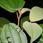 Miconia bubalina Leaf