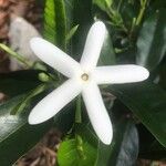 Atractocarpus platixylon Flower