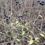 Ligustrum vulgare Fruit