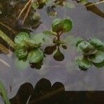 Lythrum portula Leaf