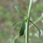 Lepidium graminifolium পাতা