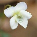 Viola striata Flower