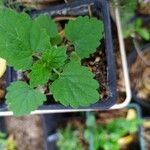 Nepeta cataria Blatt