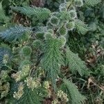 Urtica pilulifera Blatt