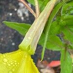Oenothera glazioviana Flor