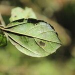 Celtis mildbraedii Blatt