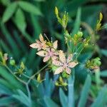 Iris domesticaFlors