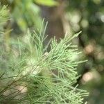 Gymnostoma nodiflorum Hoja