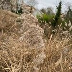 Phragmites australis Flower