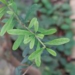 Bursaria spinosa Leaf