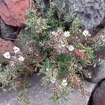 Frankenia capitata Květ