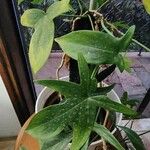 Philodendron panduriforme Hostoa