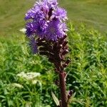 Lactuca alpina Çiçek