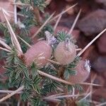 Astragalus armatus Frutto